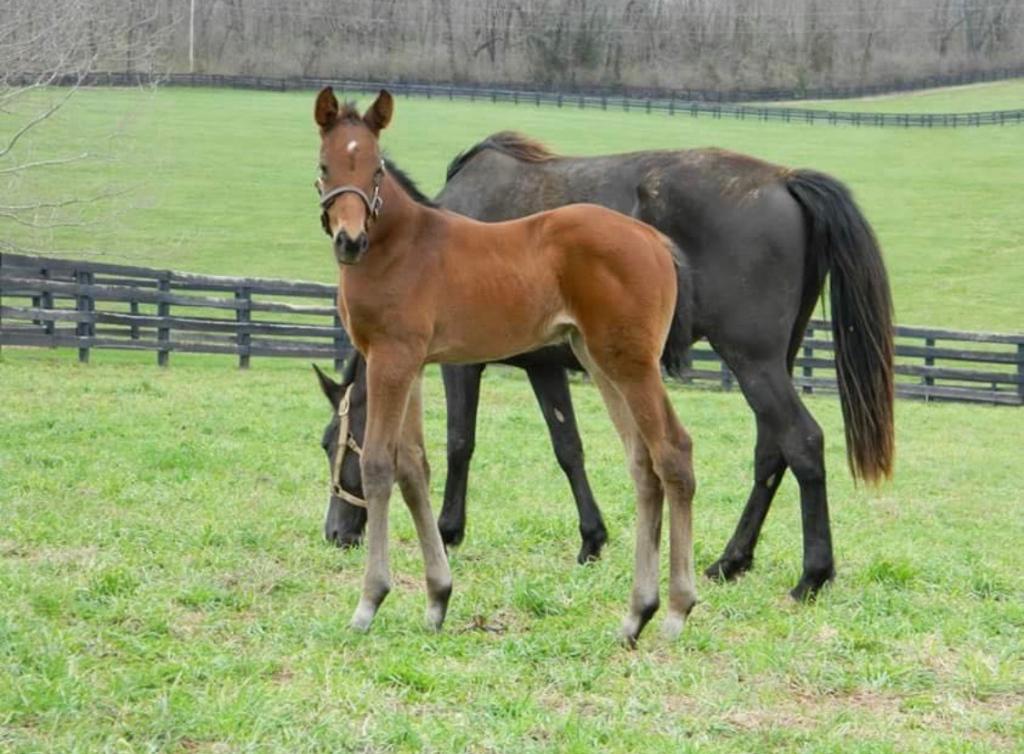 Chocolate Martini with her dam Nicksappealinglady. (Courtesty of Amanda DaBruzzo)